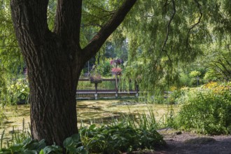 Foot bridge decorated with flower boxes over pond overgrown with Chlorophyta, Green Algae and