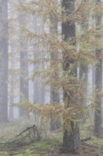 Fog in the larch forest (Larix decidua), Emsland, Lower Saxony, Germany, Europe