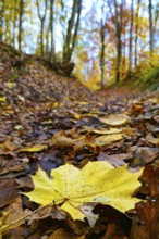 Walking path through an autumn coloured deciduous forest, in the foreground a maple leaf, Bavaria,