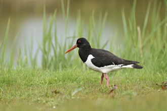 Oystercatcher (Haematopus ostralegus), standing on a meadow, Texel, West Frisian Island, province