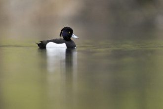 Tufted Duck (Aythya fuligula), male swimming, Rootsee, Canton Lucerne, Switzerland, Europe