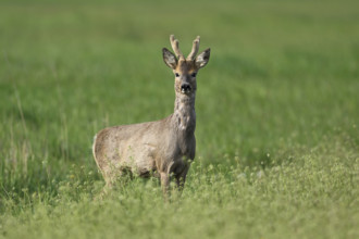 Roebuck (Capreolus capreolus), standing in a grain field, Lake Neusiedl National Park, Seewinkel,