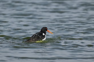 Oystercatcher (Haematopus ostralegus), bathing, Texel, West Frisian Islands, province of North