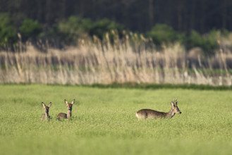 A group of roe deer (Capreolus capreolus), standing in a grain field, Lake Neusiedl National Park,