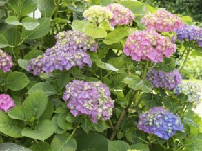 Hydrangea in bloom in a garden, North Rhine-Westphalia, Germany, Europe