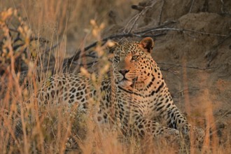 Leopard (Panthera pardus), lying in the soft evening light in the grass of the savannah, Okonjima