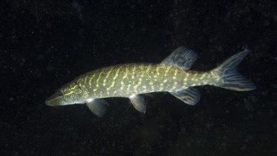 A pike (Esox lucius) swimming in dark water. Dive site Wildsau, Berlingen, Lake Constance,