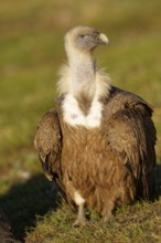 Griffon vulture (Gyps fulvus), portrait, Pyrenees, Catalonia, Spain, Europe