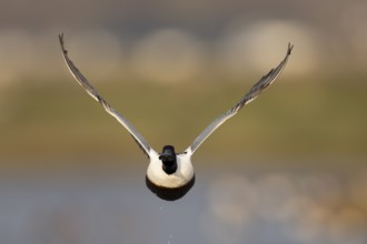 Shoveler (Anas clypeata)