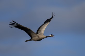 Crane (Grus grus), Sweden, Europe