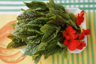 Swabian cuisine, preparation Pfitzauf with sorrel sauce, vegetarian, sorrel served on a plate with