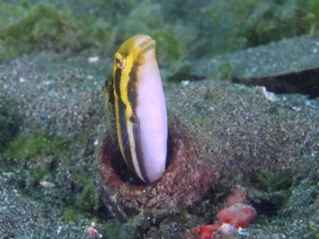 A striped mimicry blenny (Petroscirtes breviceps) peers out of a bottle on the seabed, dive site