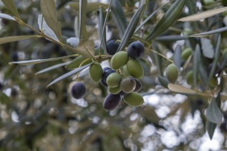 Close-up of olives on a branch with green leaves in a natural environment, Apulia, Italy, Europe