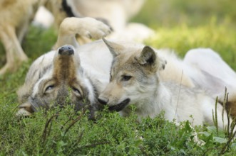 A friendly scene with two wolves, one lying on its back, Timberwolf (Canis lupus lycaon), captive,