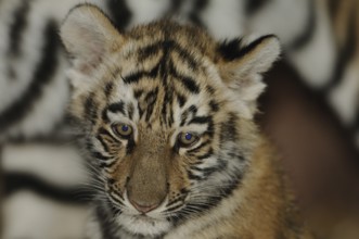 Tiger cub gazes curiously with serious, focussed eyes in a close portrait, Siberian tiger (Panthera