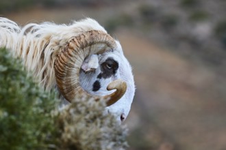 A ram peers curiously out of a bush, sheep (e) or goat (n), ovis, caprae, Crete, Greek Islands,