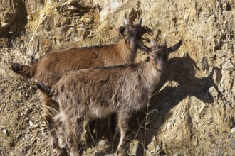 Two goats standing on a rocky slope in the sunlight, sheep (e) or goat (n), ovis, caprae, Crete,