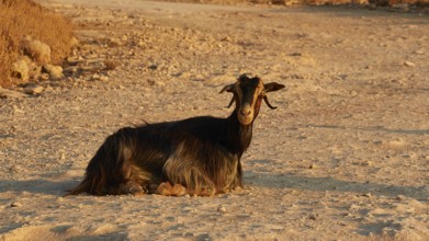 A goat lies relaxed on a dusty road, surrounded by a quiet, natural environment, sheep (e) or goat