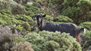 A black goat stands surrounded by dense vegetation and looks into the camera, sheep (e) or goat