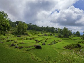 Rice fields, green rice terraces, Rantepao, Sulawesi, Indonesia, Asia