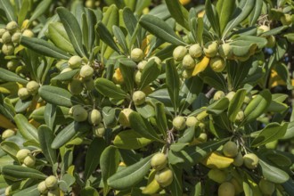 Clover seed (Pittosporum), Apulia, southern Italy, Italy, Europe