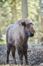 European bison (Bison bonasus) youngster in a forest in spring, Bavarian Forest, Germany, Europe