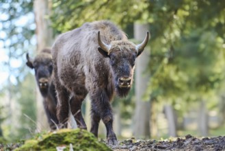 European bison (Bison bonasus) in a forest in spring, Bavarian Forest, Germany, Europe