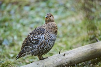 Eurasian black grouse (Lyrurus tetrix) female (hen) standing on the ground at the edge of a foest,