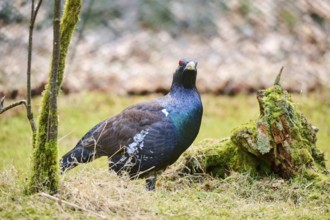 Western capercaillie (Tetrao urogallus) male (cock) standing on the ground at the edge of a foest,