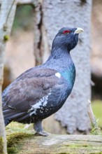 Western capercaillie (Tetrao urogallus) male (cock) standing on the ground at the edge of a foest,