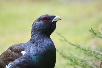 Western capercaillie (Tetrao urogallus) male (cock) portrait, Bavaria, Germany, Europe