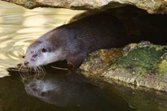 Eurasian otter (Lutra lutra) on the shore of a little lake in the bavarian forest, Bavaria,