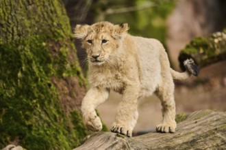 Asiatic lion (Panthera leo persica) walking on a tree trunk, captive