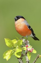 Bullfinch (Pyrrhula pyrrhula) male sitting on a branch with apple blossoms (Malus domestica),