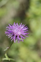 Meadow knapweed or common knapweed (Centaurea jacea), flower, Wilnsdorf, North Rhine-Westphalia,