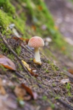 A single fly agaric standing on a mossy forest floor, Monbachtal, Bad Liebenzell, district of Calw,