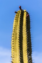 2016, Guatiza, Lanzarote, Jardin de Cactus by Cesar Manrique, ESP, Spain, Canary Islands, Canary