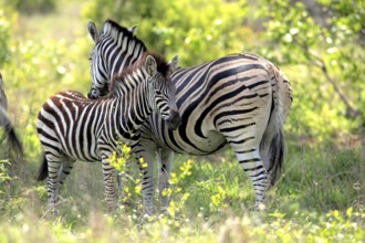 Burchell's zebra, (Equus quagga burchelli), Burchell's zebra, adult, female, with young, resting,