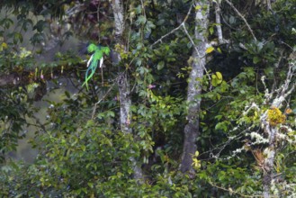 Quetzal (Pharomachrus mocinno), Male in flight, Trogons (Trogonidae), Central Mountain Range, San