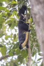 Black giant squirrel (Ratufa bicolor), Kaeng Krachan National Park, Phetchaburi Province, Thailand,