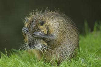 Desperate nutria with hands in front of its eyes on a green meadow, Nutria (Myocastor coypus)