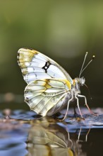 Close-up of a cabbage white butterfly (Pieris rapae), with its fine, pale wings and the subtle