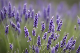 Detailed macro of a lavender flower (Lavandula angustifolia), showing the tiny purple buds and