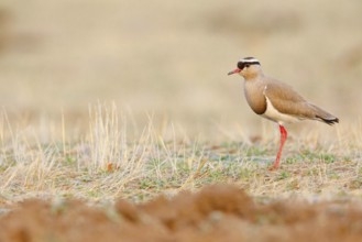 Crowned Lapwing, (Vanellus coronatu), Wakkerstrom surroundings, Wakkerstrom, Mpumalanga, South