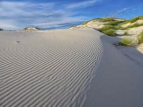 Amrum Island, landscape Germany, dune, dunes, grass, structure, form, vegetation, Amrum, Amrum