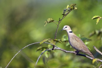 Red-crested Pigeon, (Streptopelia vinacea), Red-winged Turtle Dove, Morgan Kunda lodge / road to