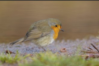 Robin, (Erithacus rubecula), Tiszaalpár, Kiskunsági National Park, Bács-Kiskun, Hungary, Europe