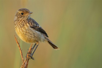 Stonechat, (Saxicola torquata), foraging, female, Eich, Rhineland-Palatinate, Germany, Europe