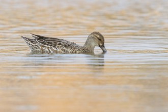 Garganey, (Anas querquedul), duck family, East Khawr / Khawr Ad Dahariz, Salalah, Dhofar, Oman,