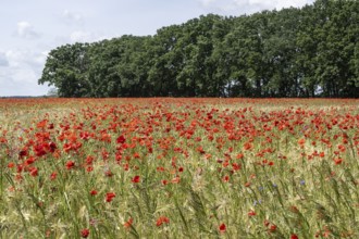 Poppy flower (Papaver rhoeas) in a grain field, Mecklenburg-Western Pomerania, Germany, Europe